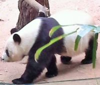 Bai Yun