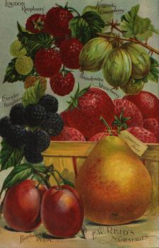 1890 E. W. Reid Nurseries catalog