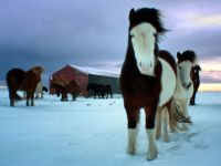 Herd of Ponies