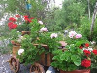 pelargonium aka geranium