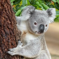Hello there, koala! ♥
