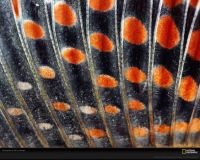 Feathers