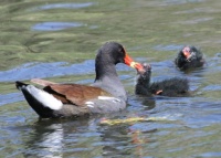 Common Gallinule Family, Buena Vista Park, Vista, California