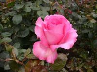 Rose in Christchurch Botanical Garden