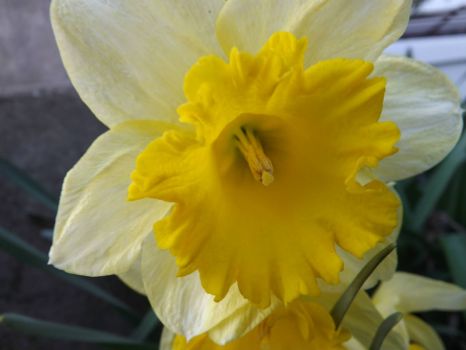 Daffodil #2 