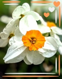 ☘️🐣🧡 Easter🧡🐣☘️
