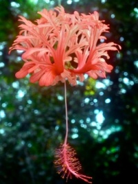 Spider Hibiscus. Eden Project