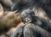 Bonobo baby