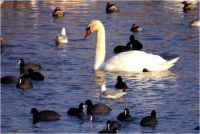 swans in the Danube Delta,Romania
