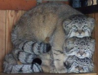 Pallas' Cat Triplets (Otocolobus manul)