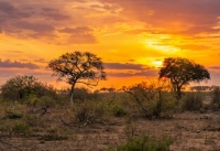 Impalas in the sunset in Africa