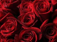 roses_red_hard