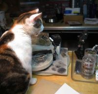 Kitty Button 'helping' at my jewelry bench