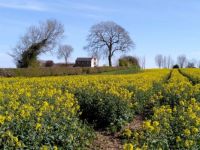 Springtime in the fields