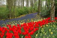 River of hyacinths - Keukenhof, Netherlands