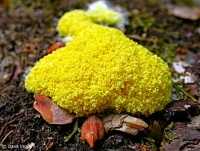 WEIRD AND WONDERFUL SLIME MOLDS COMOX VALLEY  - 1 of 4