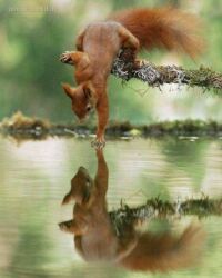 Squirrel reflection