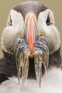 A mouthful