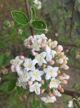 Viburnum.JPG