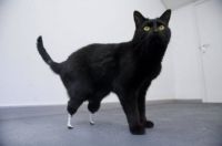 Oscar, The Bionic Cat