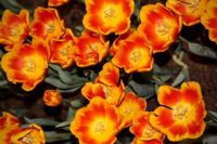 philadelphia flower show