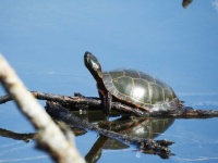 "Take a walk with a turtle. And behold the world in pause." --Bruce Feiler
