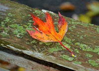 colorful leaf on wooden fence (resizable from 12 - 494 pieces)