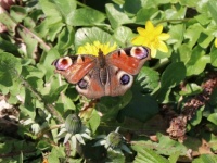 Peacock butterfly - Aglais Io ( Dagpauwoog)