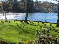 Geese by the Lake in NH