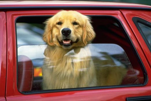 DOG-CAR-WINDOW