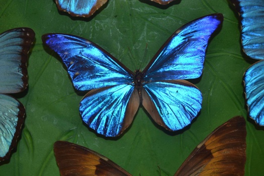 Solve Konya Butterfly Garden jigsaw puzzle online with 126 pieces