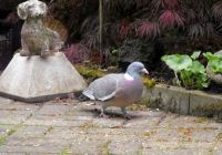 DUIF-in my sister,s garden