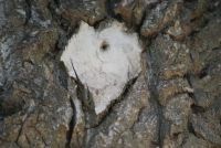 the heart of a tree