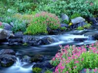 beautiful stream