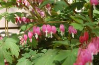 Bleeding Heart