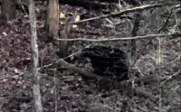 bear at cades cove