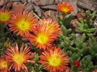 Ice plant