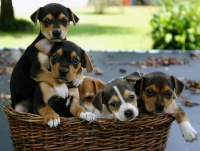 basket of cute