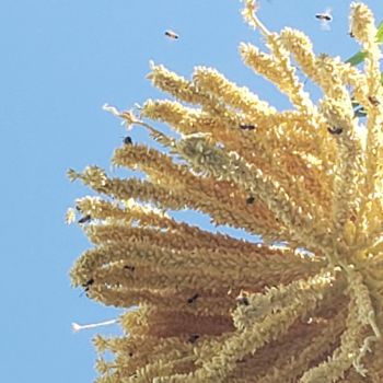 New palm tree growth--bees