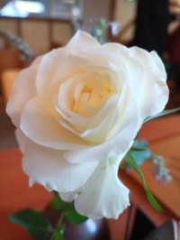 Wonderful Rose