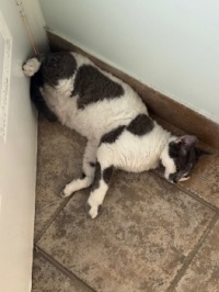 Shimbri - likes to be swept across the tiles when I open the door