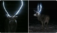 Glow-in-the-dark Reindeer