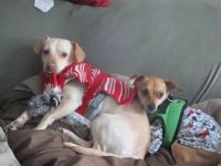 Peanut and Coco the new Rescue pups...:)