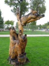 Craig Colardao Dead Tree Competition 3