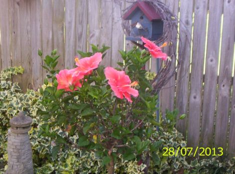 Hibiscus in Bloom