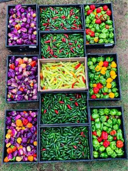 Harvesting Peppers in Texas