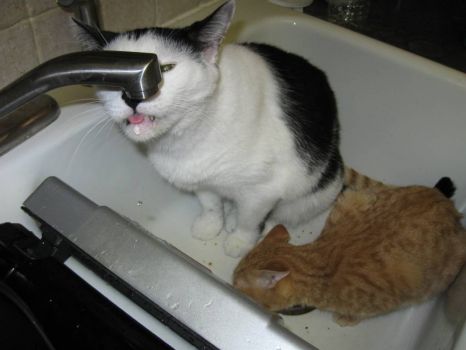 Moo & Opie in the sink