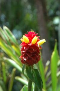Australian Flower