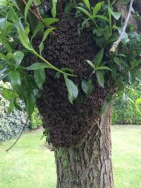 Wild honeybees