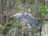 4-20-2015-Reelfoot lake --great blue heron